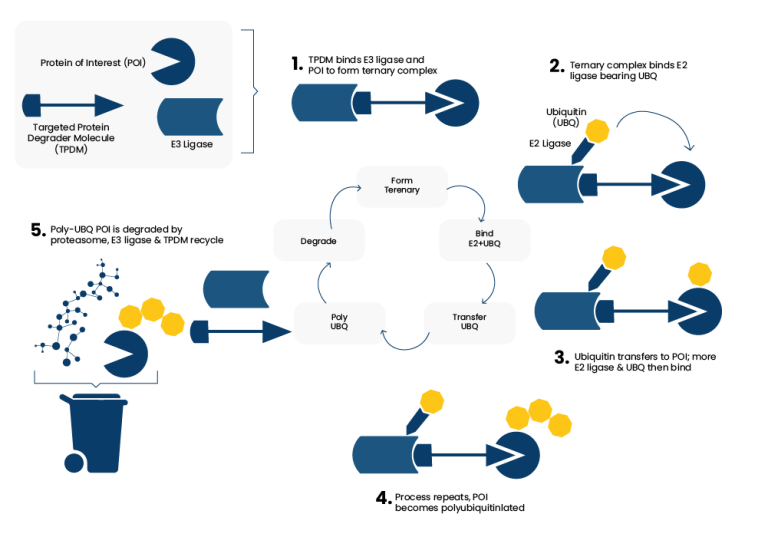 Targeted Protein Degradation (TPD) - Key Organics