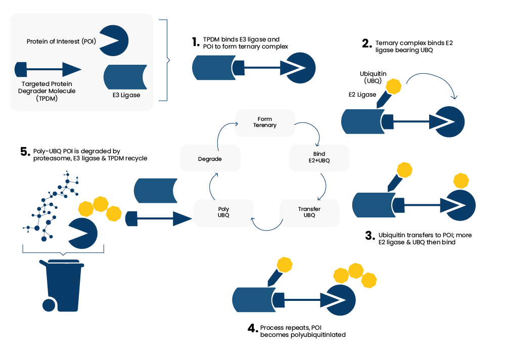 Targeted Protein Degradation (TPD) Key Organics